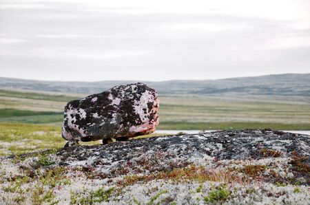 Seid in the Arctic Circleの写真素材