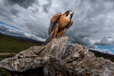 Peregrine falcon, perched on a rock, looking for preyの写真素材