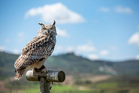 Owl perched on wood looking at cameraの写真素材