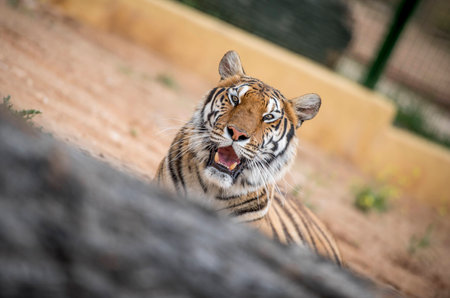 Beautiful Bengal tiger, showing his fangsの写真素材