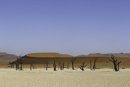 Deadvlei, or Dead Vlei, a white clay pan located near the more famous salt pan of Sossusvlei, inside the Namib-Naukluft Park in Namibiaの写真素材