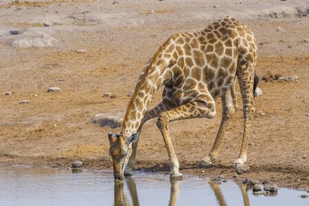 Giraffe in the Etosha National Park, Namibiaの写真素材