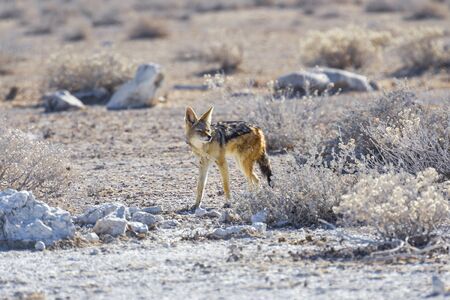 Cape Fox Vulpes chama in Etosha National Park, Namibiaの写真素材