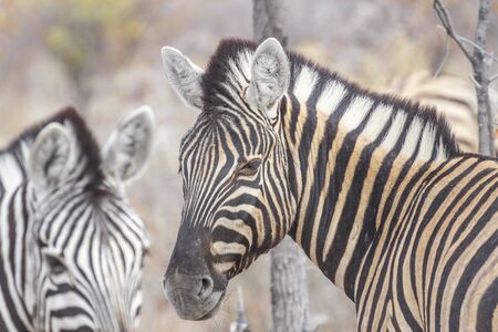 Zebra in Etosha National Park, Namibiaの写真素材