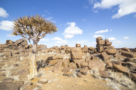 The quiver tree, Aloe dichotoma or, in the Giants Playground, a bizarre natural rock garden near Keetmashoop, Namibiaの写真素材