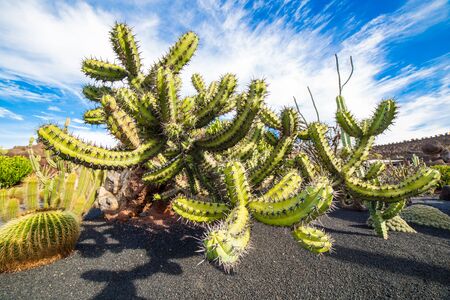 View of Myrtillocactus Cochal in Jardin de Cactus,  Lanzarote, Canary Islands, in Spainの写真素材