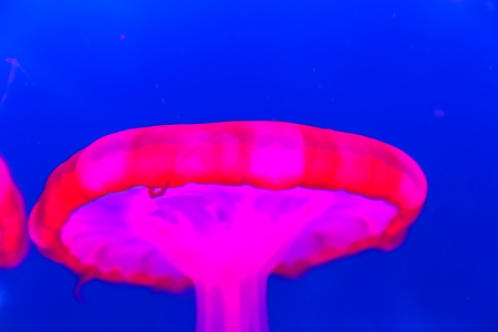 DUBAI, UAE - DECEMBER 03, 2017: the sea jelly swim in the mall aquarium of Dubaiのeditorial素材