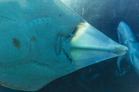 DUBAI, UAE - DECEMBER 03, 2017: the Sawfishes, also known as the carpenter sharks, swim in the mall