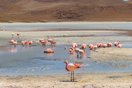 Stunning panoramic view of pink james flamingos at Hedionda Lake (lagoon). Beautiful landscape of spectacular Bolivian Andes and Altiplano in magnificent Siloli Desert, near Salar de Uyuni, Boliviaの写真素材