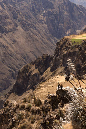 Panoramic view of two condors at Colca Canyon, near Chivay, in Peru.の写真素材