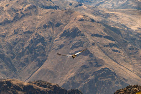 Panoramic view of condor in Colca Canyon, Peru.