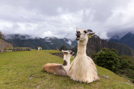 Llama at ruins of the City of Machu Picchu, in Peruのeditorial素材