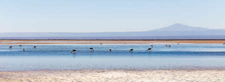 Beautiful landscape of the Chaxa Lagoon Laguna with reflection of surroundings and blue sky in Salar of Atacama, Chileの写真素材