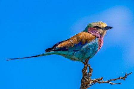 Lilac breasted roller, Coracias caudatus, in Kruger National Park, South Africaの写真素材
