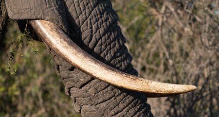 Close-up of an elephant's tusks, in the Kruger National Park, South Africaの写真素材
