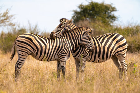 Zebras in Kruger National Park, South Africaの写真素材
