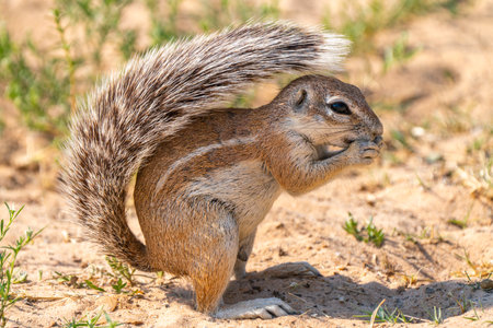 Close up of cape ground squirrel or South African ground squirrel, or Geosciurus inauris, searching for food in Kgalagadi Transfrontier Park, South Africaの写真素材