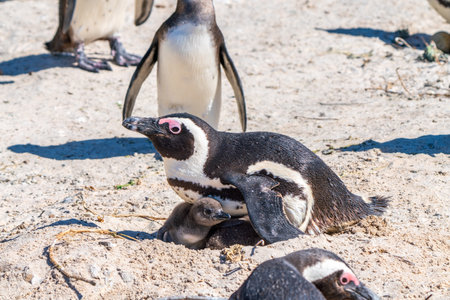 African penguin protects the chicks in the nest in the colony of Boulders Beach near Simons Town, South Africaの写真素材