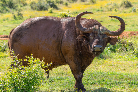 African buffalo, Cape buffalo, Syncerus caffer, in Kruger National Park, South Africa