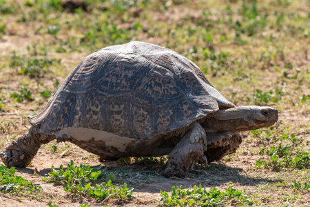 Close up of turtle walking in Kruger National Park, South Africaの写真素材