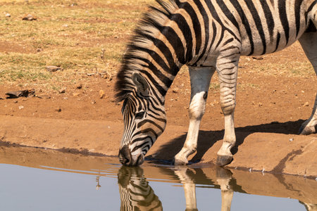 Zebras in Kruger National Park, South Africaの写真素材