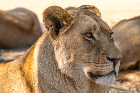 Close up of lioness, female lion, in Kruger National Park, South Africaの写真素材