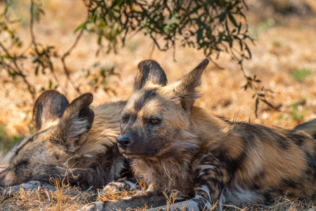 Close up of a brown hyena, or Parahyaena brunnea, (Hyaena brunnea) looking for a prey, in Kgalagadi Transfrontier Park, South Africaの写真素材