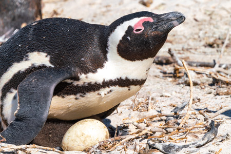 African penguin protects the chicks in the nest in the colony of Boulders Beach near Simons Town, South Africaの写真素材
