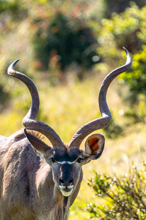 Greater kudu, in Addo Elephant National Park, South Africaの写真素材