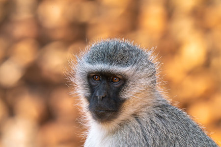 Close up of baboonの写真素材