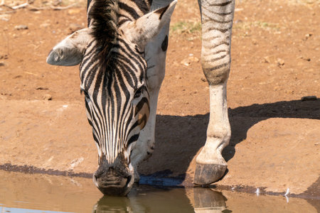 Zebras in Kruger National Park, South Africaの写真素材
