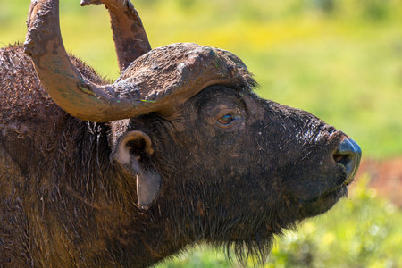 African buffalo, Cape buffalo, Syncerus caffer, in Kruger National Park, South Africa