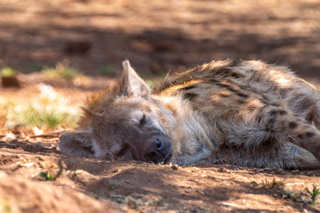 Close up of a spotted hyena (Crocuta crocuta), also known as the laughing hyena, relaxing in Kgalagadi Transfrontier Park, South Africaの写真素材