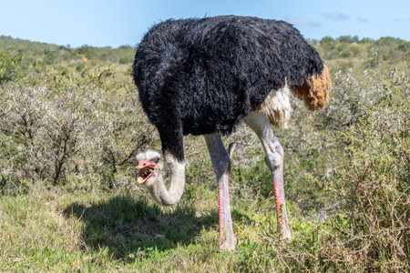 South African ostrich, Struthio camelus australis, or black-necked ostrich, or Cape ostrich or southern ostrich in Addo Elephant National Park, South Africaの写真素材