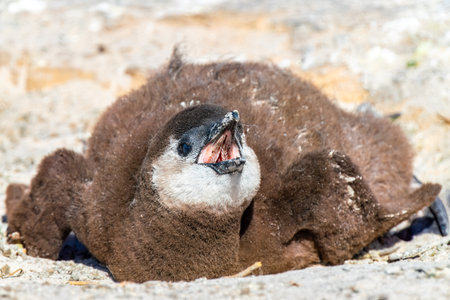 Close up of african penguin chick in the nest asking for food, in the colony of Boulders Beach near Simons Town, South Africaの写真素材