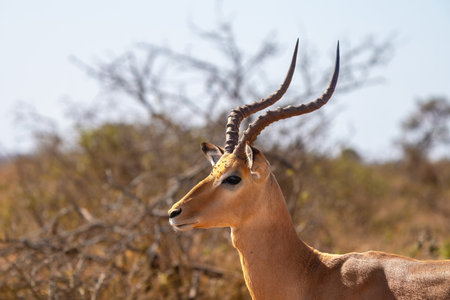 Impala or rooibok, or Aepyceros melampus, a medium sized antelope in the Kruger National Park, South Africaの写真素材