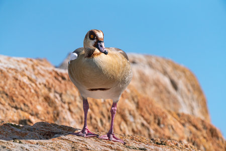 Egyptian goose (Alopochen aegyptiaca), African member of the Anatidae family, in Boulders Beach, near Cape Town, South Africaの写真素材