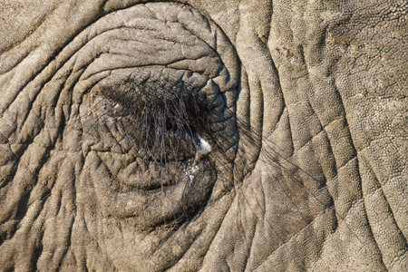 Close-up of an elephant's eye, in the Kruger National Park, South Africaの写真素材