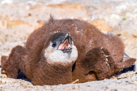 Close up of african penguin chick in the nest asking for food, in the colony of Boulders Beach near Simons Town, South Africaの写真素材