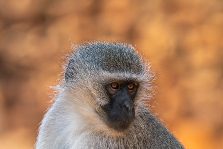 Close up of baboonの写真素材
