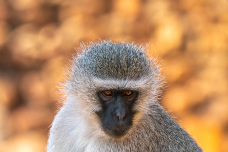 Close up of baboonの写真素材