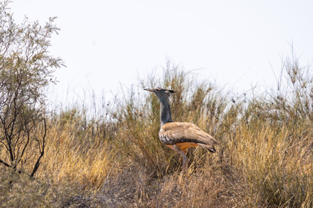 Kori bustard, or Ardeotis kori, Kgalagadi Transfrontier Park, South Africaの写真素材