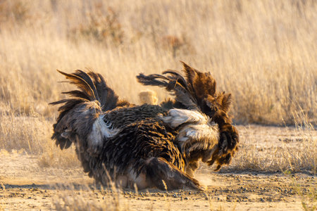 Close up of an Ostrich taking a dust bath in Kgalagadi Transfrontier Park, South Africaの写真素材
