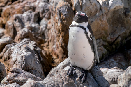 African penguin, or jackass penguin, or Spheniscus demersus, or Cape penguin, in the colony of Boulders Beach near Simons Town, South Africaの写真素材