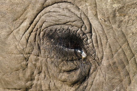 Close-up of an elephant's eye, in the Kruger National Park, South Africaの写真素材