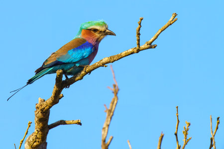 Lilac breasted roller, Coracias caudatus, in Kruger National Park, South Africaの写真素材