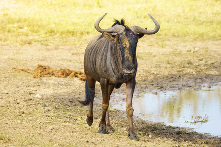 Wildebeest, or wildebeest, antelopes of the genus Connochaetes, in Kruger National Park, South Africaの写真素材