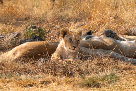 Close up of a Lion cub, Panthera leo, in Kruger National Park, South Africaの写真素材