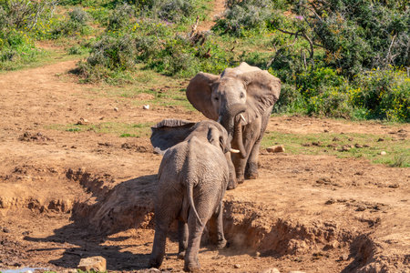 Elephants interacting with each other in the Kruger National Park, South Africaの写真素材