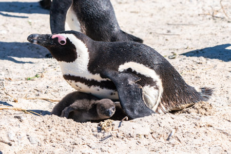 African penguin protects the chicks in the nest in the colony of Boulders Beach near Simons Town, South Africaの写真素材